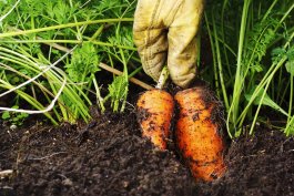 How to Create Healthy Garden Soil in 7 Steps
