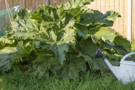 Essential Tools and Equipment for Growing and Enjoying Rhubarb