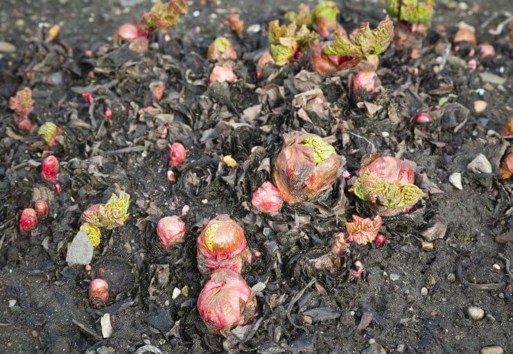 Young new shoots emerging from rhubarb crowns in soil