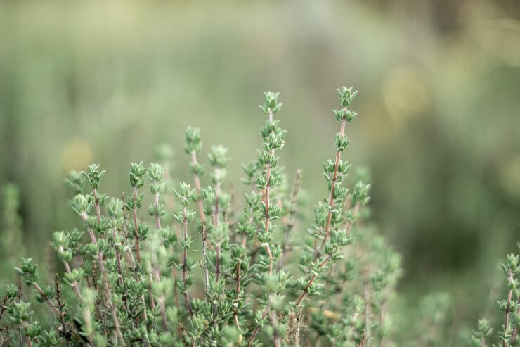 herbs to plant in spring