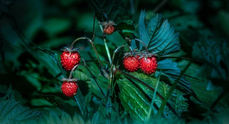 everbearing strawberry plants