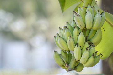 10 Tips for Growing Bananas Indoors with Fruitful Results
