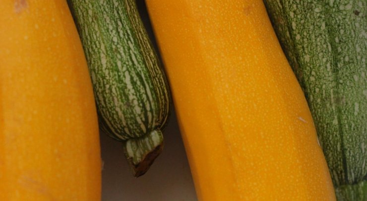 summer squash companion plants