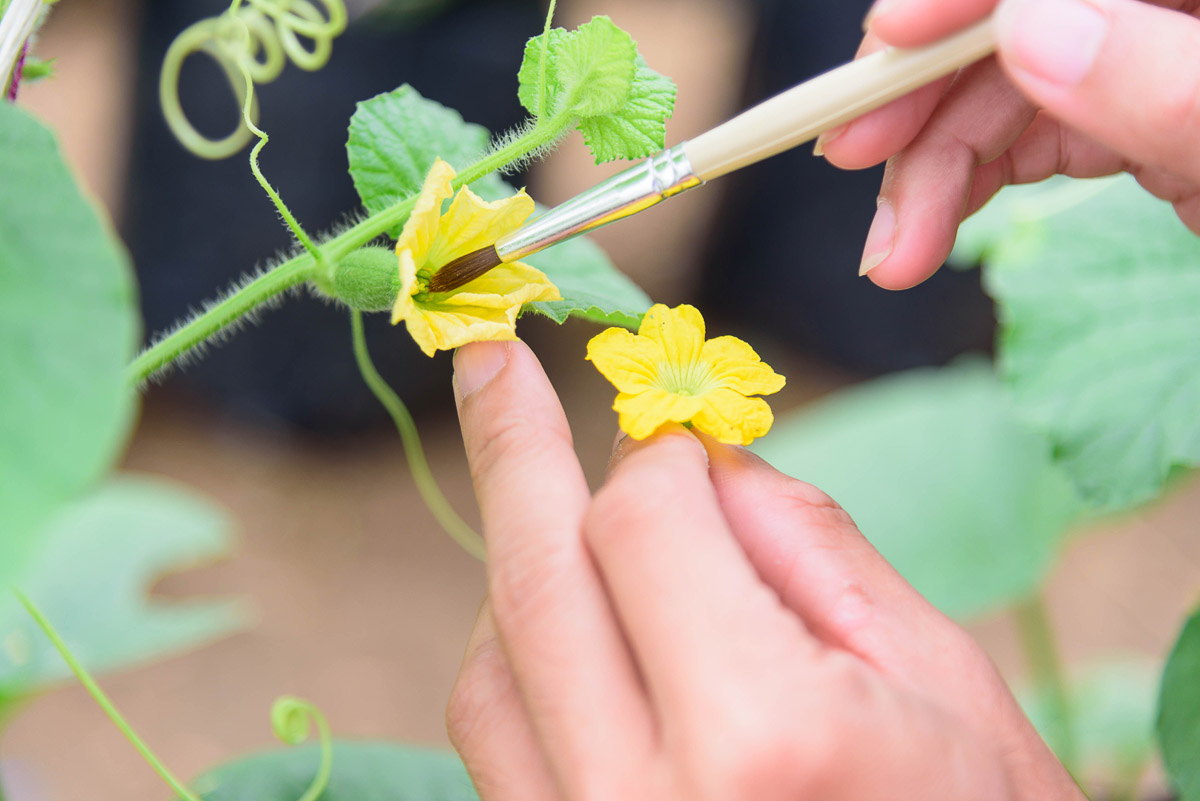 How to Pollinate Indoor Tomatoes, Cucumbers, Squash and Other Plants