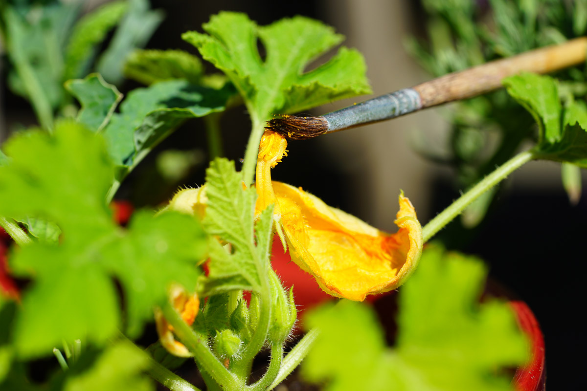 How to Pollinate Indoor Tomatoes, Cucumbers, Squash and Other Plants