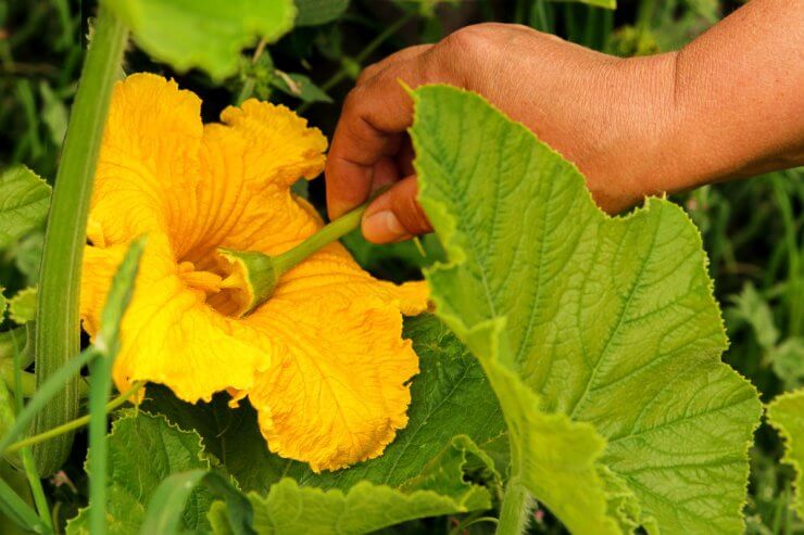 How to Pollinate Indoor Tomatoes and squash