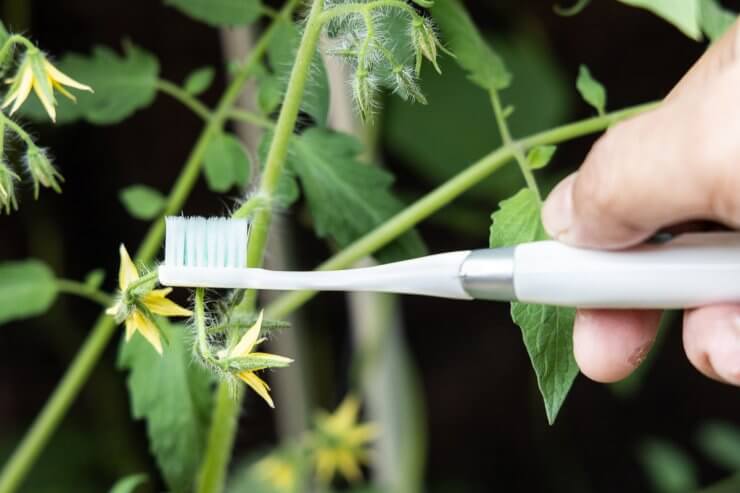 How to Pollinate Indoor Tomatoes with a toothbrush