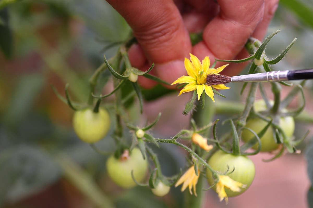 How to Pollinate Indoor Tomatoes, Cucumbers, Squash and Other Plants Food Gardening Network