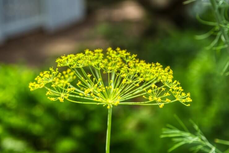 herbs to plant in spring