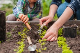 Creating an In-Ground or Raised Bed Garden