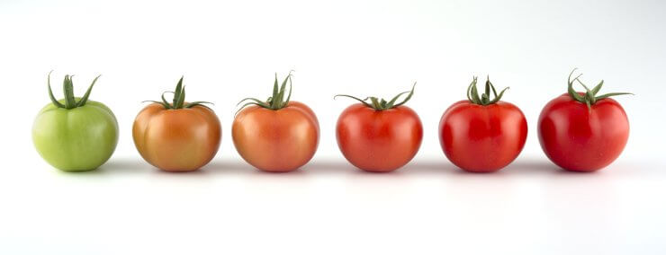 Evolution of red tomato isolated on white background