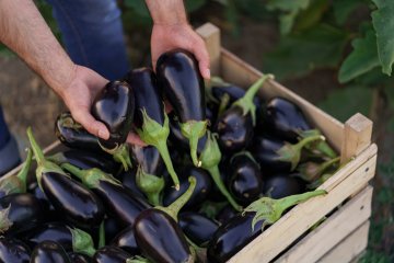 Freshly picked eggplants