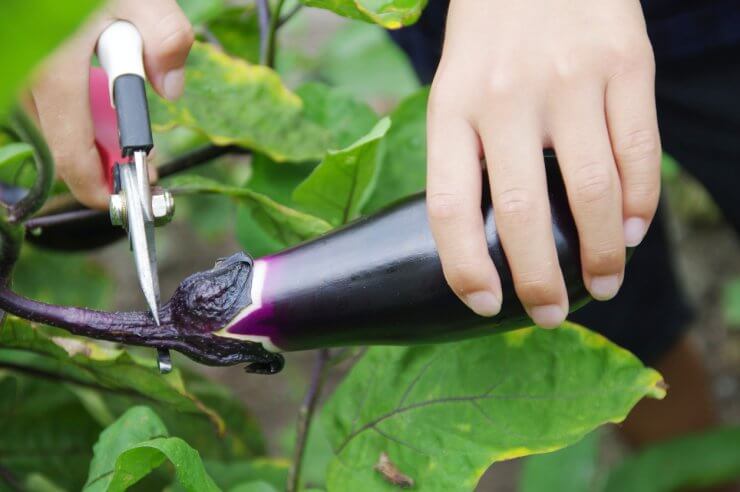 Gardener harvesting eggplant