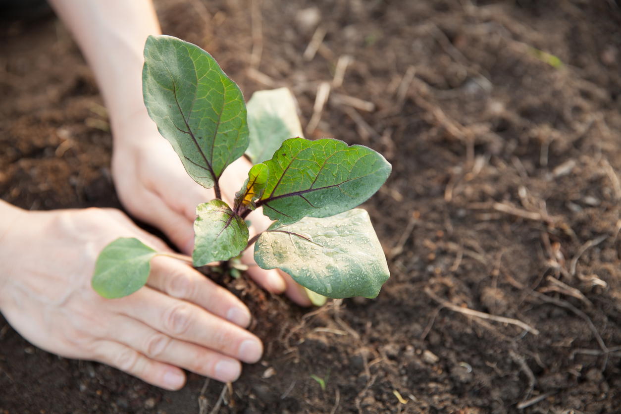 Planting Eggplants in the Ground or in Raised Beds Food Gardening Network