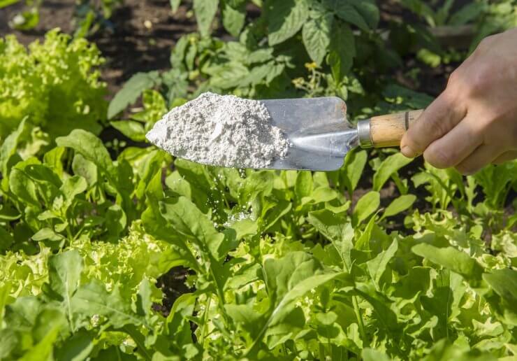 Gardener sprinkle Diatomaceous earth( Kieselgur) powder for non-toxic organic insect repellent on salad in vegetable garden, dehydrating insects.