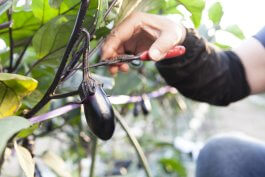 Essential Tools and Equipment for Growing and Enjoying Eggplant