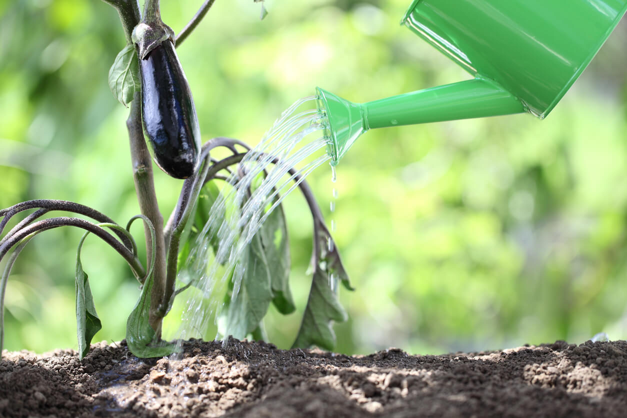 Gardener watering eggplant plant in garden