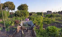 Crop Rotation Basics for a Freedom Garden