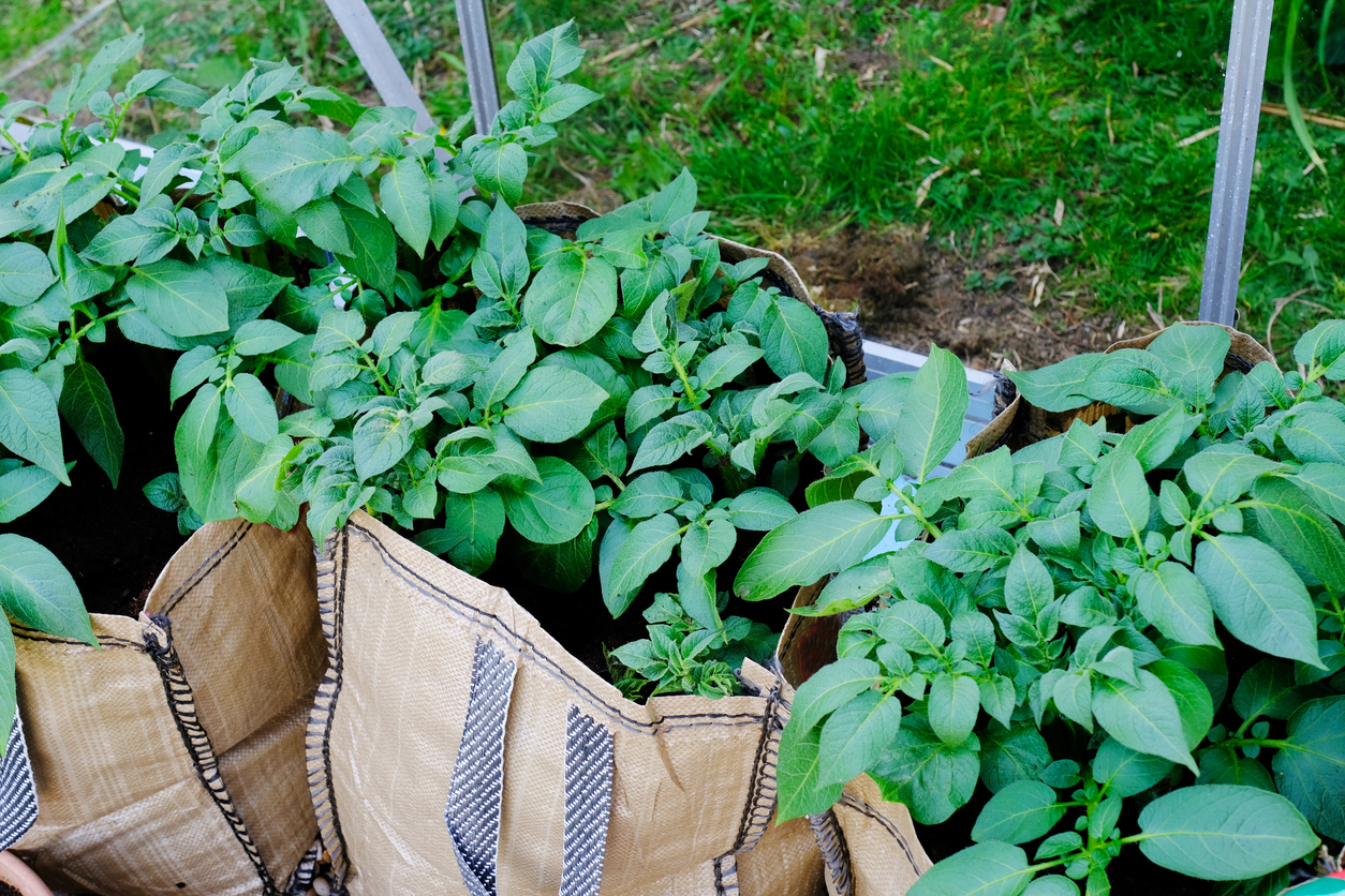 Growing Potato Plants