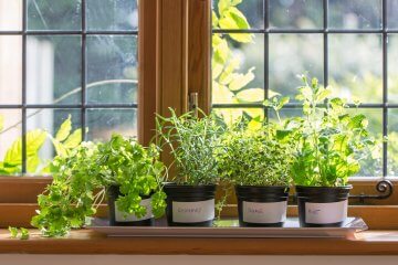How to Control Indoor Garden Temperature and Humidity