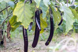 Ichiban Eggplant