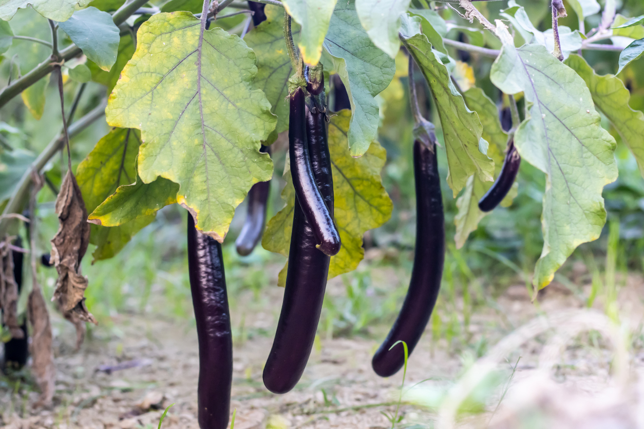 Ichiban Eggplant - Food Gardening Network Ichiban Eggplant - Food Gardening Network