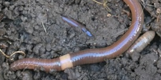 Photo of Asian Jumping Worm Credit: Penn State
