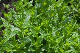 How to Stop Invasive Herbs from Spreading
