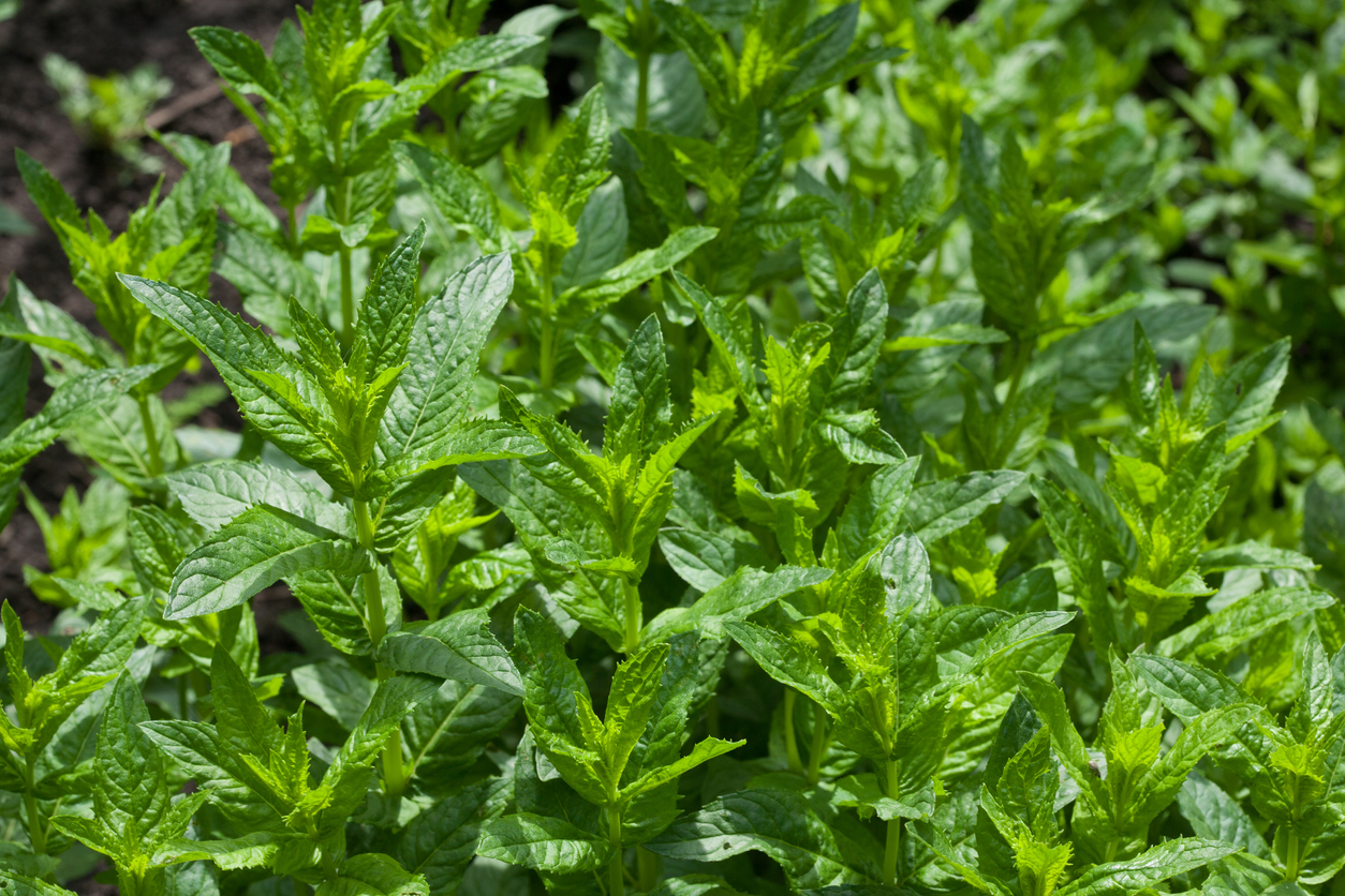 invasive herbs