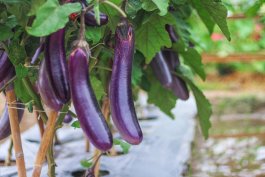 Orient Express Eggplant