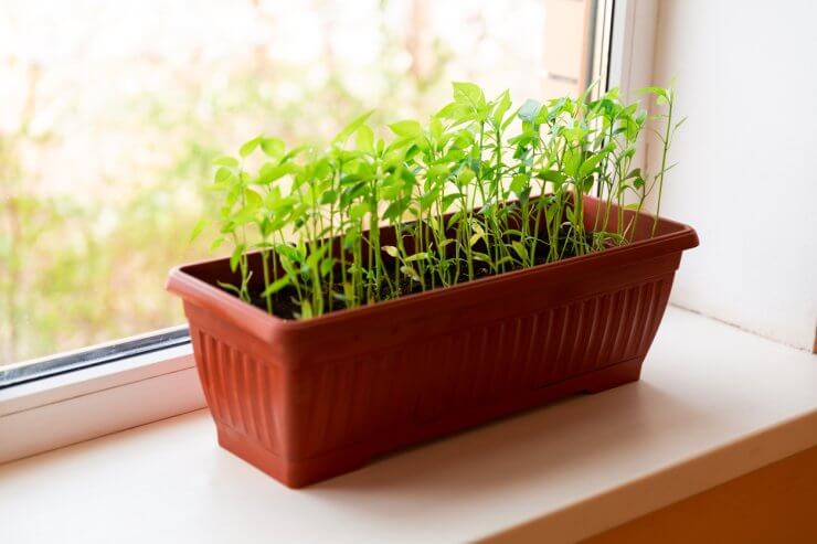 Pepper seedlings in brown plastic pot stand on the white windowsill at home.