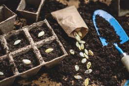 7 Tips for Selecting Seeds for Planting Heirloom Vegetables