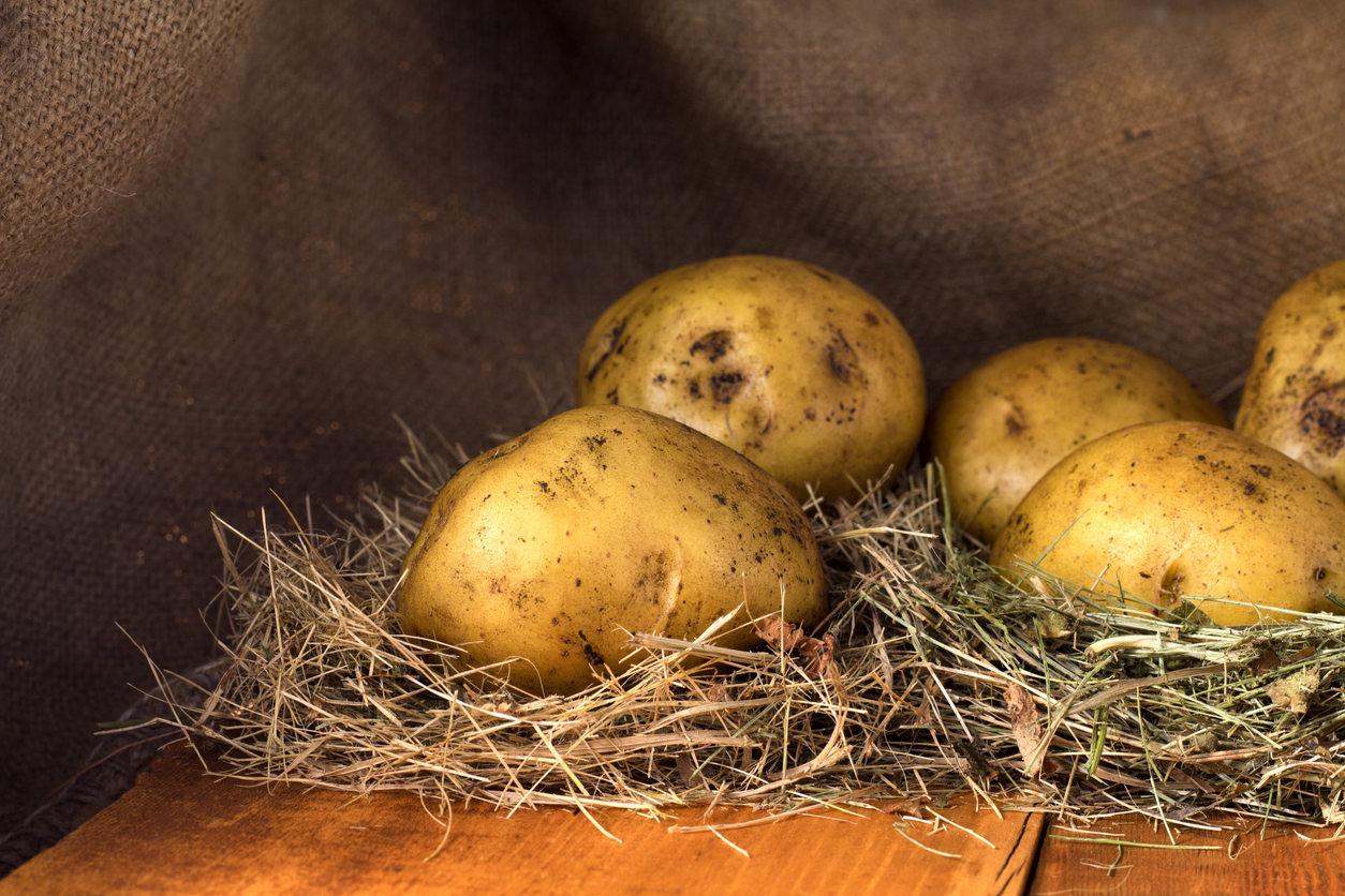Potatoes lying on wooden boards