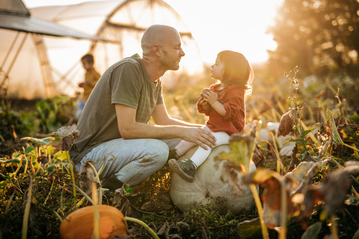 Pumpkin harvest in autumn