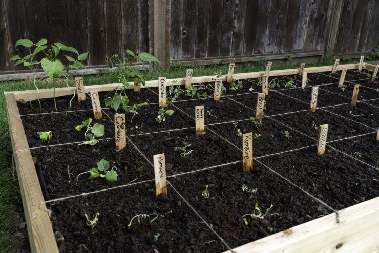 Section of a new raised square foot companion vegetable garden