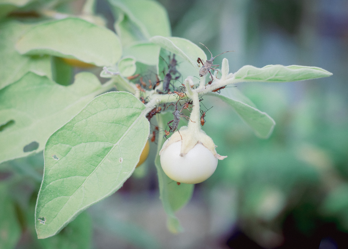 Dealing with Eggplant Pests Food Gardening Network