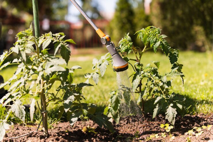 Watering seedling tomato plant in greenhouse garden with red watering can.