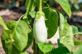 Sun and Soil Requirements for Growing Eggplant
