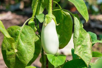 White eggplant growing in the sunlight
