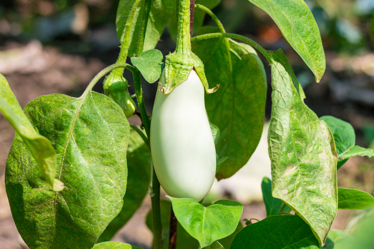 Sun and Soil Requirements for Growing Eggplant Food Gardening Network