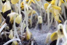 How to Cure White Mold on Seedlings