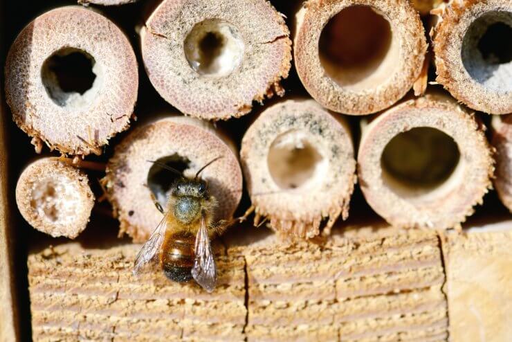 wild bee Osmia bicornis