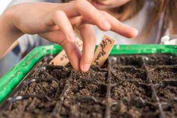Young gardener sowing eggplant seeds