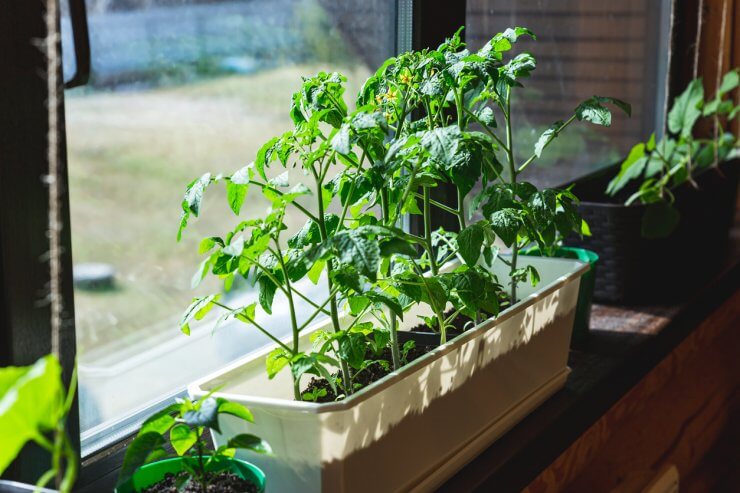 Young seedlings, plantation of tomatoes, peppers and cucumbers on the window.