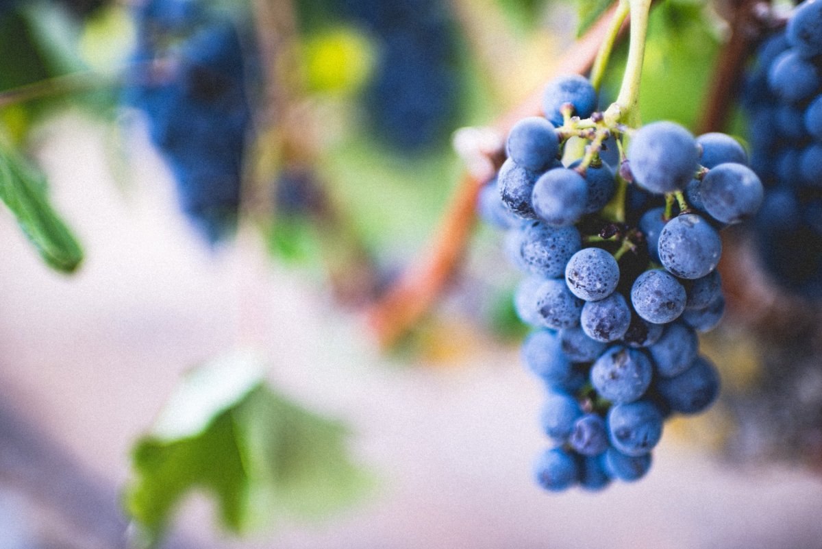 how to grow seedless grapes