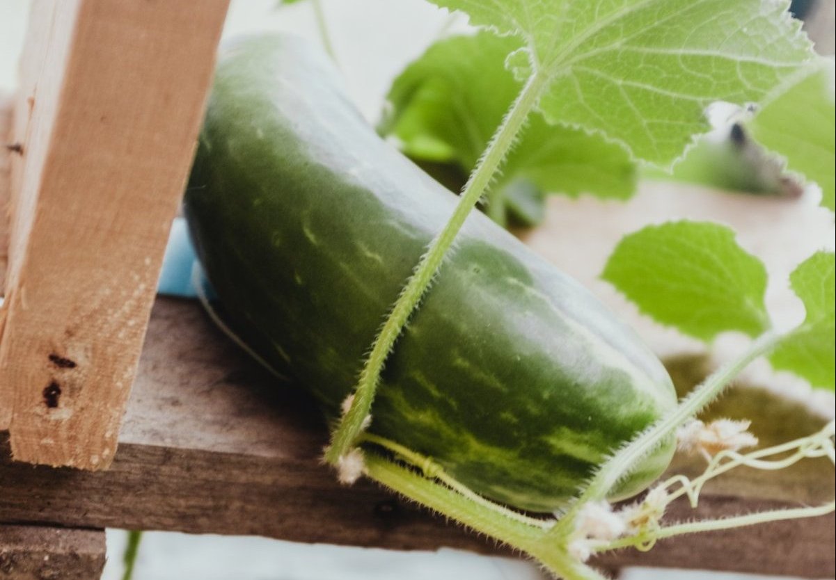 cucumber companion plants