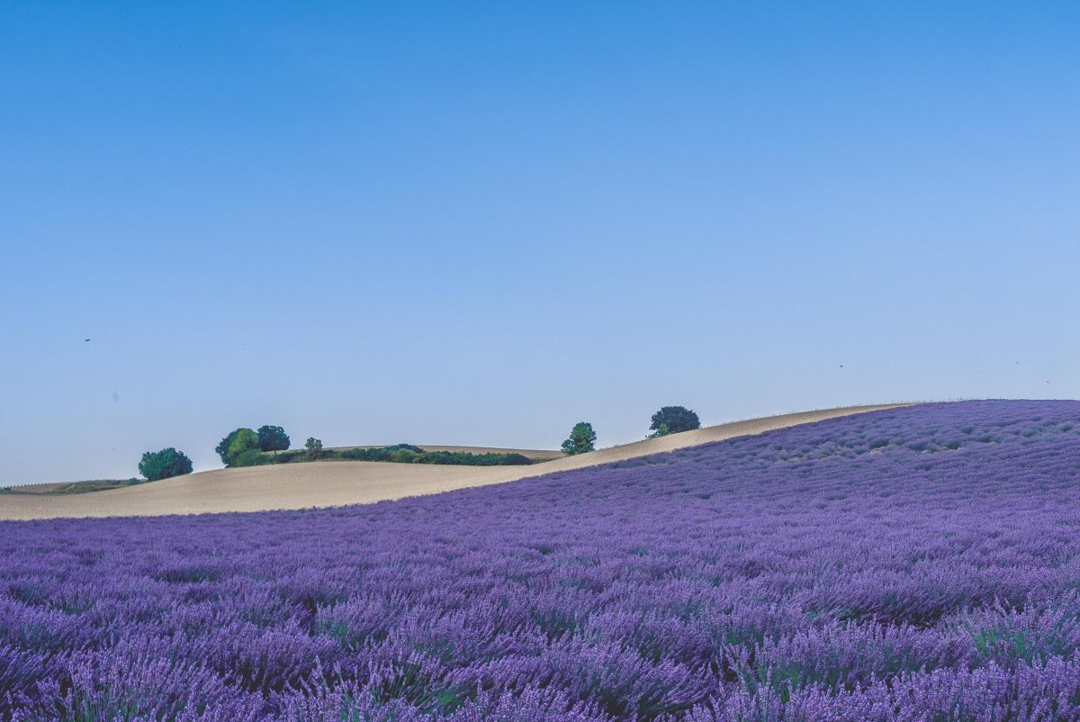 is lavender an annual or perennial