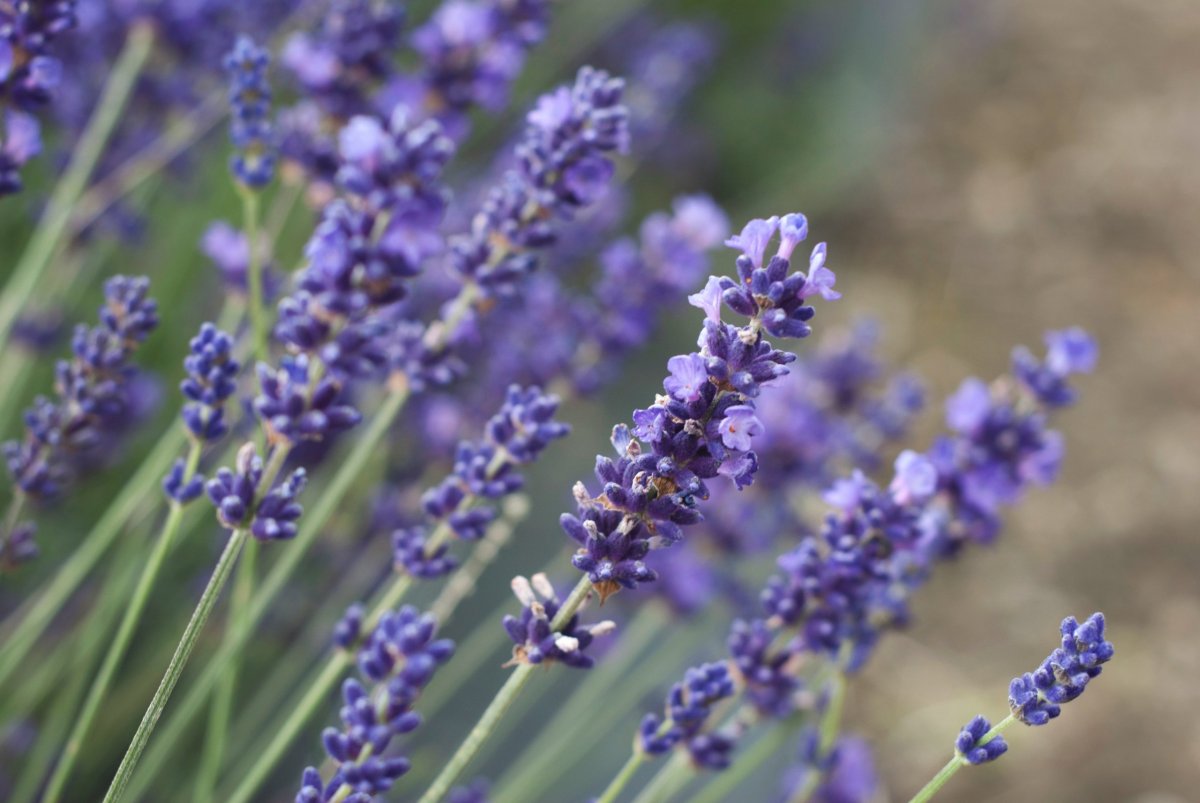 is lavender an annual or perennial