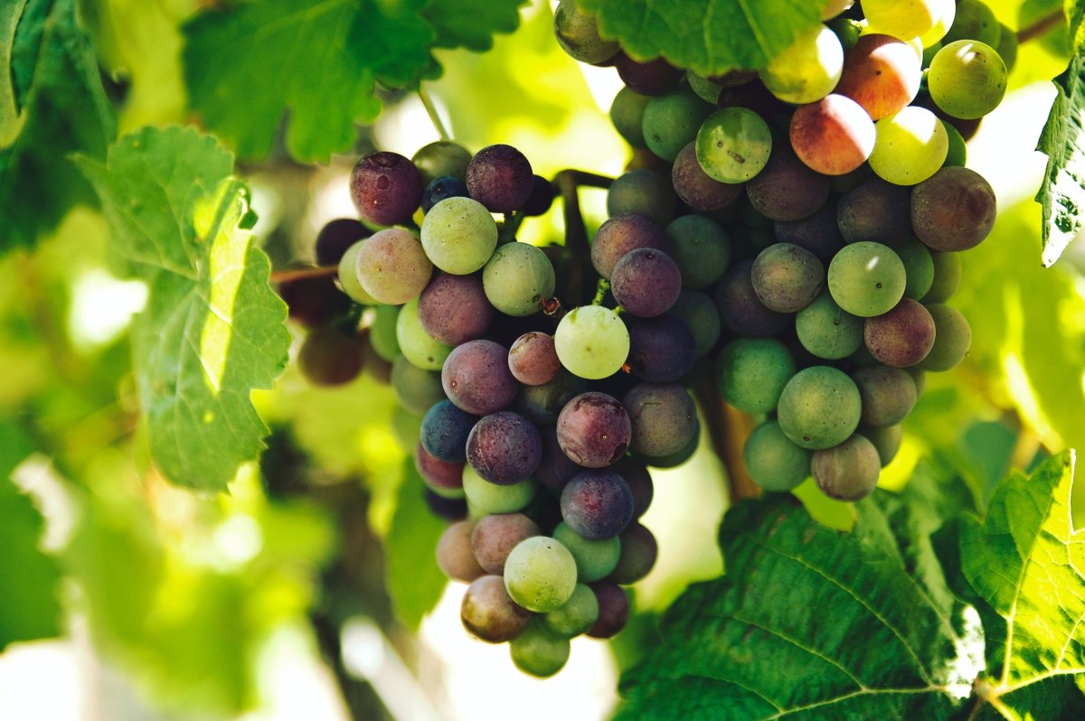 how-to-grow-seedless-grapes-food-gardening-network