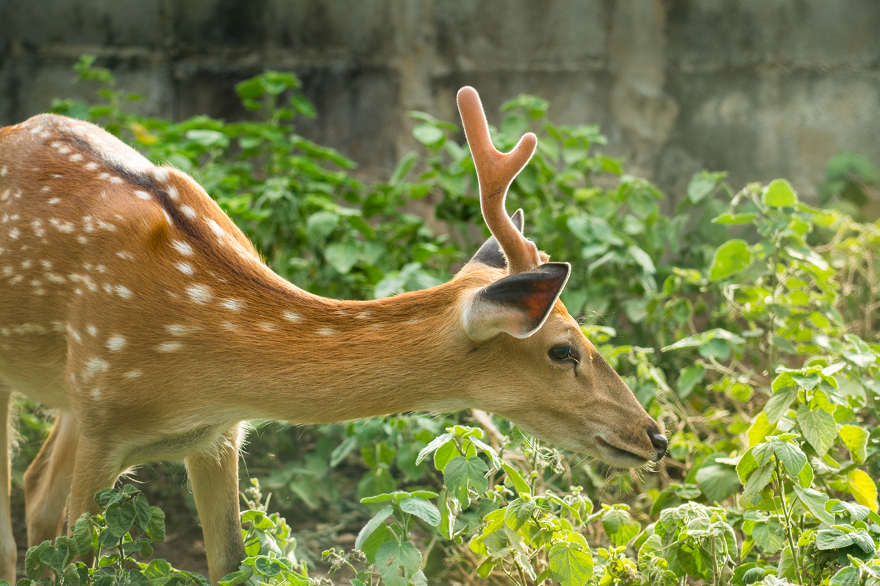 A deer in the green garden